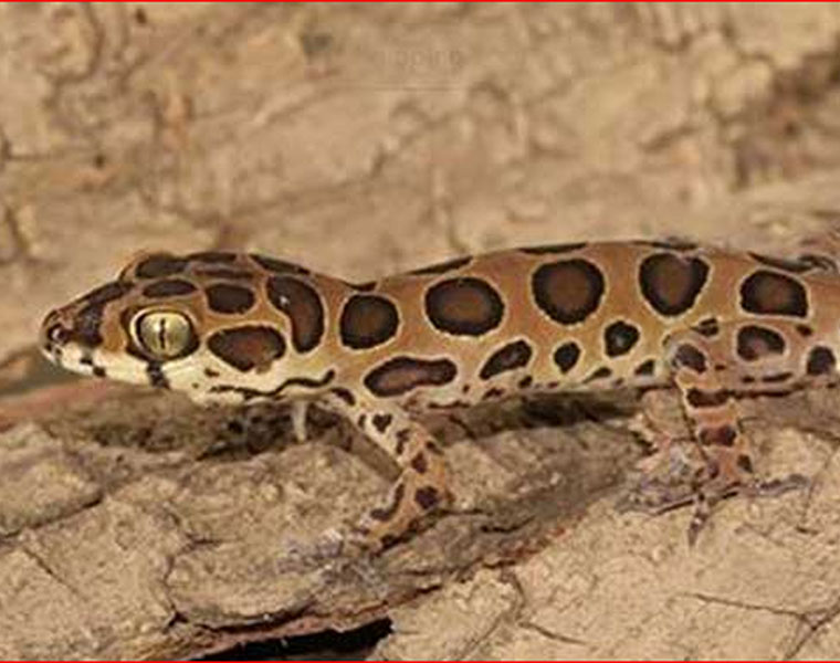 New Lizard Species Discovered In Mumbai Named After Bengaluru Based Scientist