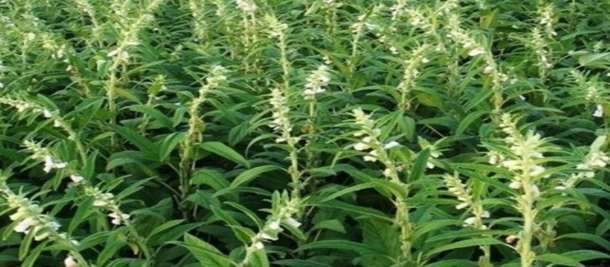 what should-we-do-to-make-high-yields-in-sesame-seeds