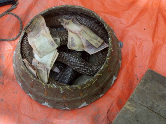 snake charmers released snakes in train after not earning enough money in uttar pradesh kms