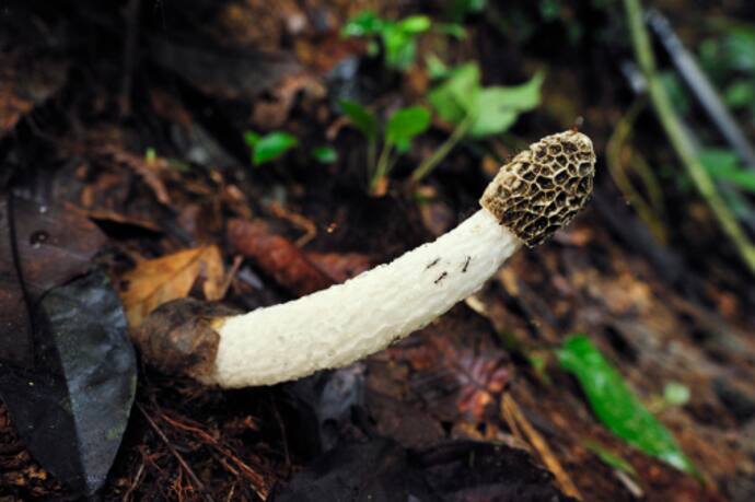 15 unusual facts about mushrooms that you didn't know