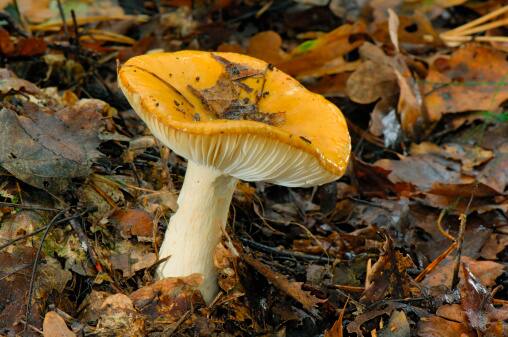 15 Fell ill after having Poisonous mushroom in Shivamogga