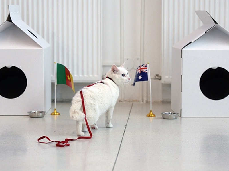 The deaf cat Achilles predicting this year's World Cup results