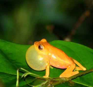 These five species will soon vanish from Kerala