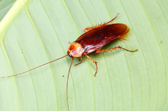 man burnt his own house while tring to killing a cockroach in japan - bsb