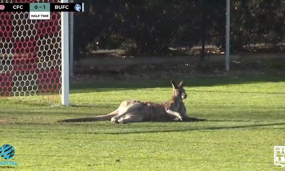 Kangaroo casually invades soccer match, shows off goalkeeping prowess