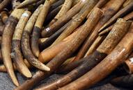 Karnataka CID forest cell officer's relative and retired forest officer held for trading elephant tusk