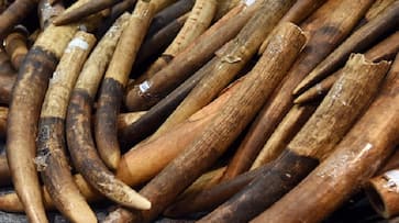 Karnataka CID forest cell officer's relative and retired forest officer held for trading elephant tusk