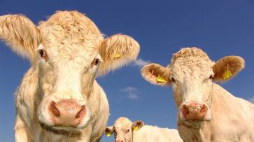 Two headed mutant calf stuns farmers in Brazil [Video]