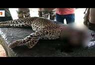 Man-eater leopard gun down in Raiwala