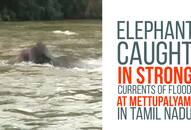 Video: Elephant braves floods to cross overflowing river