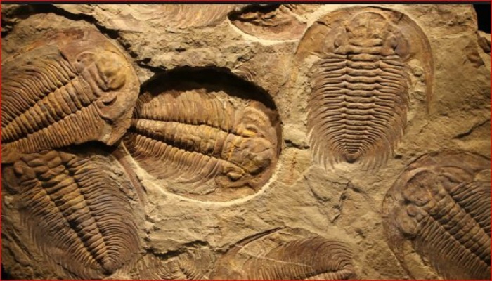 Fossils Indicate Rajasthan's Desert Was Underwater 47 Million Years Ago