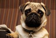 Mugshot of lost pug has internet in splits