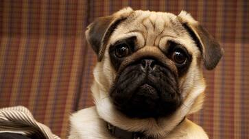 Mugshot of lost pug has internet in splits