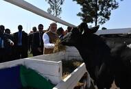 Prime Minister Narendra Modi gifts Rwanda 200 cows to help eradicate poverty, tackle malnutrition