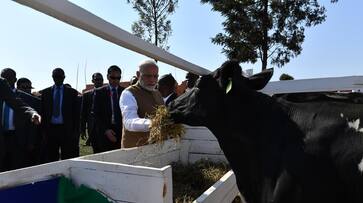 Prime Minister Narendra Modi gifts Rwanda 200 cows to help eradicate poverty, tackle malnutrition