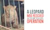 Karnataka: Leopard falls into open well, rescued after two hours of rescue operation