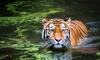 Bihar man's half-eaten body found in Rajaji tiger reserve