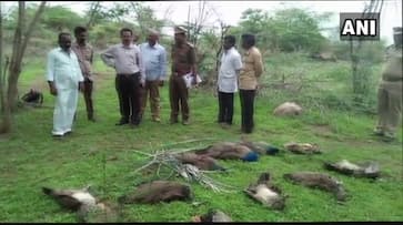 24 peacocks found dead in two districts of Telangana within the span of 10 days.