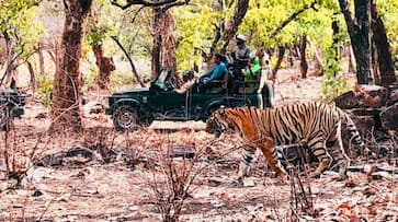 World Tiger Day: A trip to Ranthambore and up close and personal with the majestic predator