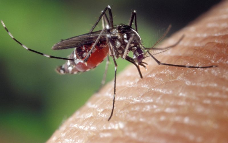 What to do control mosquitoes which cause Dengue