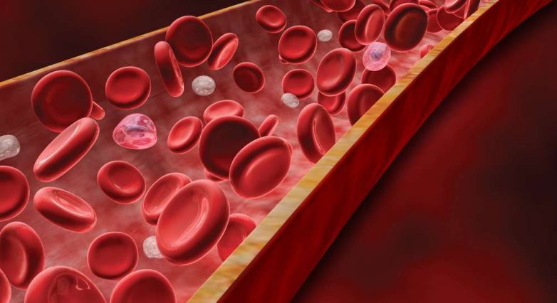 identify rare blood group P null phenotype