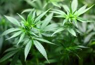 Cannabis extract may help pancreatic cancer patients live longer: Study