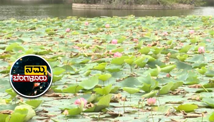 This Beautiful Lake in Namma Bengaluru Will Leave You Surprised