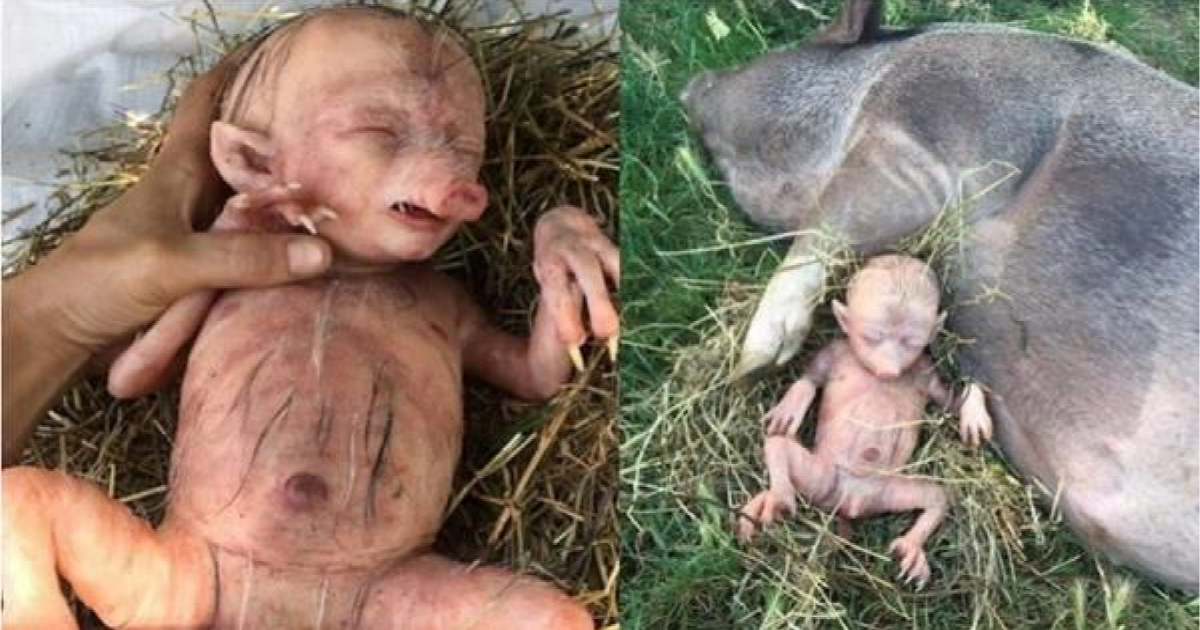 whatsapp pig baby hoax burst