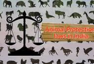 Did you know about these 7 animal protection laws in India?