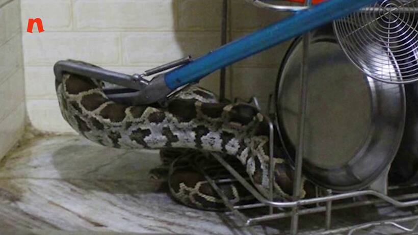 साइबर सिटी में घूम रहे हैं अजगर, बैठा मिला घर के किचन में