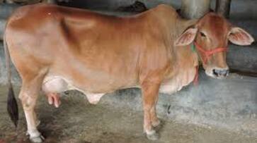 raping a cow case: Relatives of a man, who was arrested last week met SP,say he has been wrongly accused