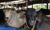 Chhattisgarh: 18 cows die of asphyxiation after being locked up in room