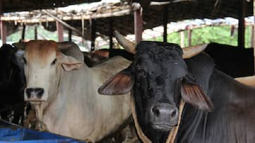 Chhattisgarh: 18 cows die of asphyxiation after being locked up in room