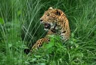 19 leopards died till Feb this year: Sharma