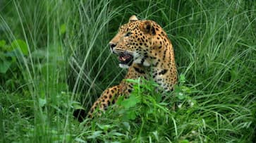 19 leopards died till Feb this year: Sharma