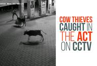 Karnataka: Cow thieves caught in the act on CCTV