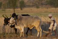 Towards a national farmers' market: 1.11 crore farmers will now sell their produce online