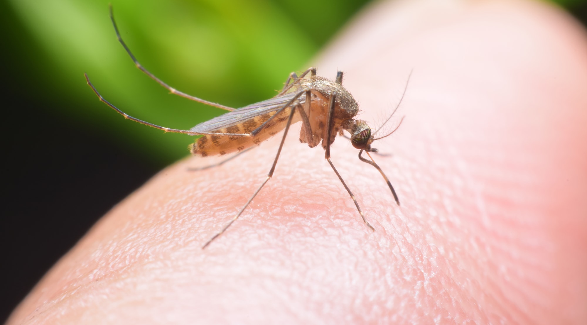 Malaria Anopheles mosquito Symptoms signs stages India