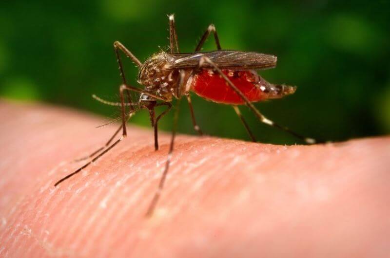 Mosquito menace: Destroying the insect in larval stage easiest way to curb spread of diseases