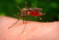 Japanese Encephalitis death toll rises 76 Assam