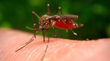 Japanese Encephalitis death toll rises 76 Assam