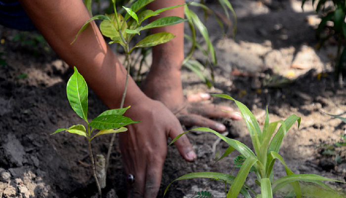 auto rickshaw driver in madikeri plants tree from last 8 years