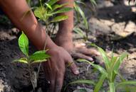 government plant trees green cover India sapling plantation drive