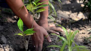 government plant trees green cover India sapling plantation drive