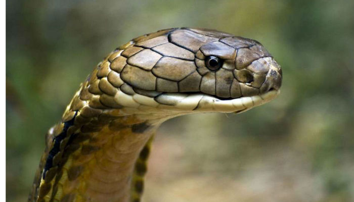 Snake gagan catches 50th king kobra in madikeri