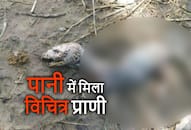 animal like dinosaur found village of saharanpur up