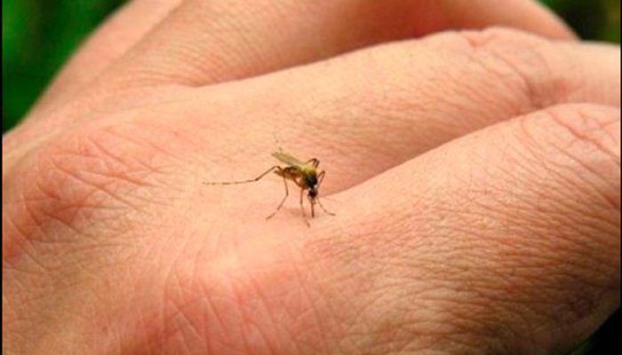 Mosquito menace: 4 effective ingredients to beat the itch from mosquito bites