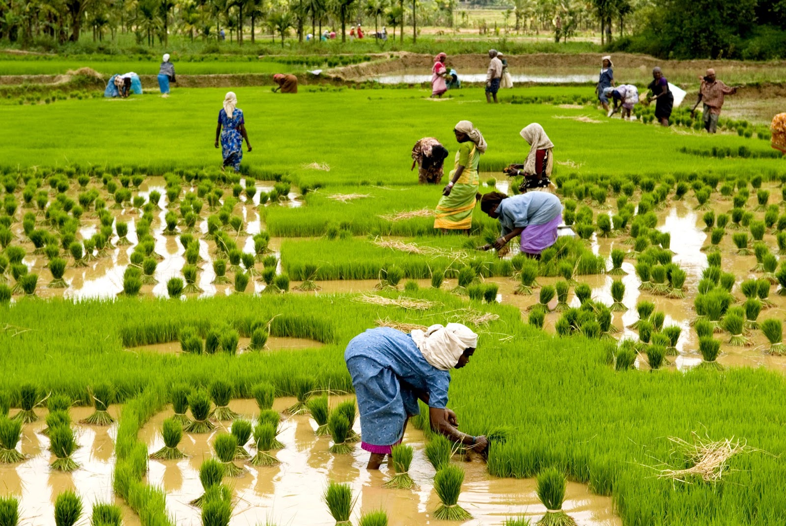 rice cultivation in Kerala reaches 6 lakh crore tons this year