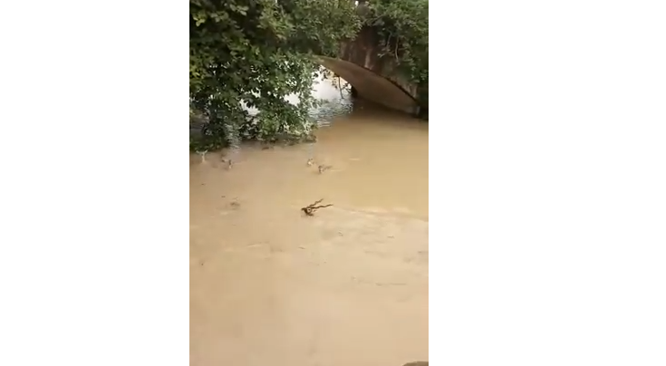 Deers are floating due to Flood in odisha