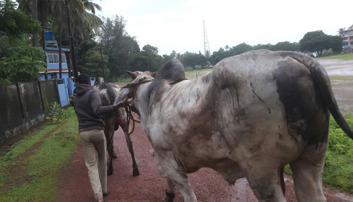 Udupi Police Arrest 5 For Illegal Cattle Transportation